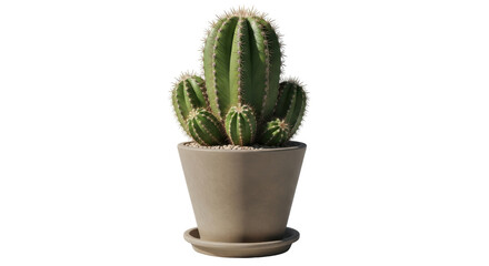 Isolated potted green cactus succulent plant, desert plant in a pot, home decor object