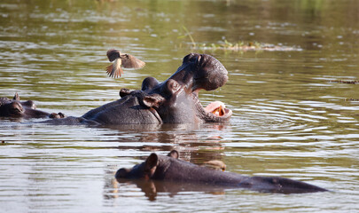 Hippos in Botswana