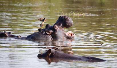 Hippos in Botswana