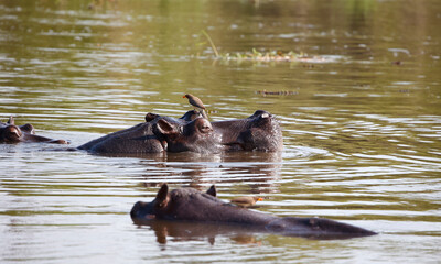 Hippos in Botswana
