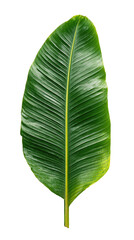 Close-up of vibrant green banana leaf (1)