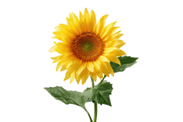 Close-up of a single sunflower, vibrant yellow petals, dark center, green leaves