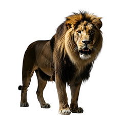 Obraz premium Majestic lion with striking mane stands powerfully, exuding regal strength and wild dominance