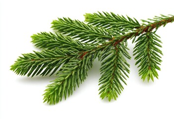 Close-up of a vibrant green fir branch against a white background. Tiny, needle-like leaves densely cluster along the stem