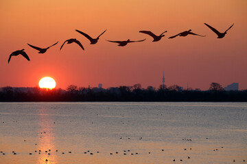 Graugans (Anser anser) fliegen über einen See bei Sonnenuntergang, Speichersee, Ismaning bei München