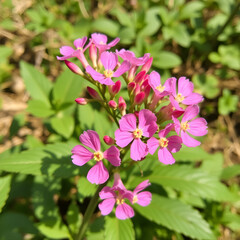 Fototapeta premium fiori di silene latifolia pianta infestante