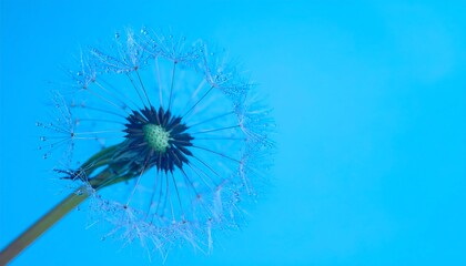 Close-up of a dandelion seed head, pale-white seed-fluff, vibrant blue background