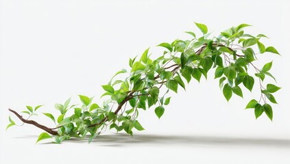 Fototapeta premium Branching vine with vibrant leaves against white
