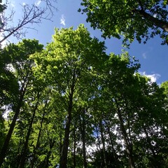 Obraz premium Lush forest canopy, sunlight filtering through