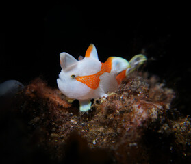 Juvenile clown frogfish