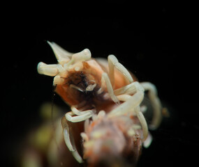 Whip coral shrimp