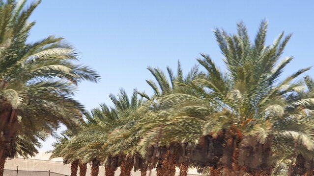palm plantation, tree, sky, nature, trees, summer, green, plant, palm tree, landscape, sand