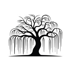 Silhouette of a weeping willow tree with delicate cascading branches and a sturdy trunk