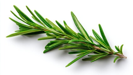 Fototapeta premium Fresh rosemary sprig, vibrant green, isolated (1)