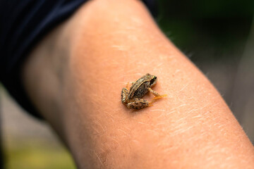 Tiny tree frog sits on a hand