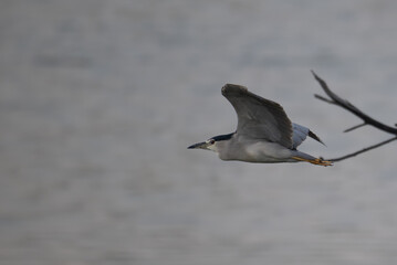 Black crowned night heron in mid flight over a serene blue water background. The birds outstretching wings, striking red eyes and sharp beak are in details with its natural habitat. 