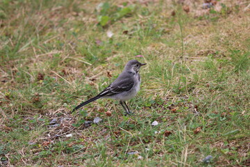gray bird in the grass