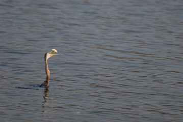 Close up of an Anhinga or darter or snake bird on water with fish in the mouth against a  natural background.
