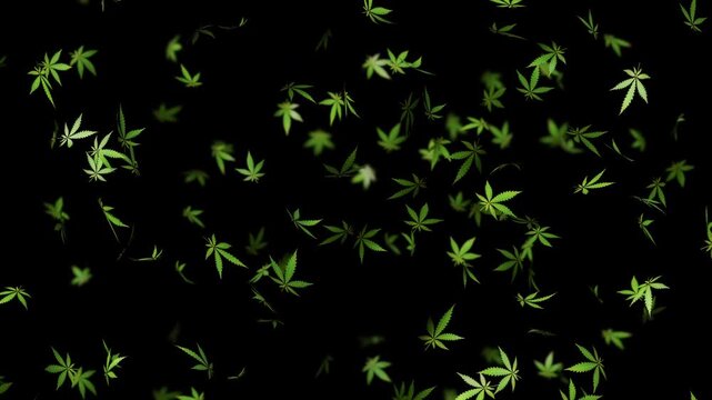 Plant background with falling marijuana leaves. Abstract Cannabis motion graphics. Seamless looping animation.