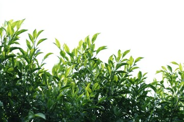 Panoramic view of lush green plant foliage creating a serene background under bright sunlight in a tranquil outdoor setting
