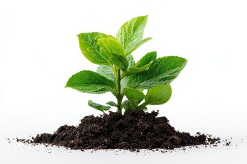 Young sprout emerging from dark soil