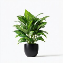 A vibrant houseplant in a simple black pot,  against a plain white background. Lush green leaves with creamy white variegation radiate outwards from a central point.