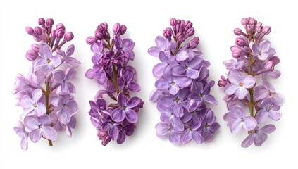 Four sprigs of vibrant lilac flowers arranged in a row against a white background.  Soft, light purple blossoms cluster on thin stems.  Close-up view