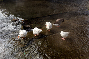 Domestic geese clean their feathers in the river