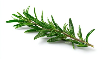 Fototapeta premium Fresh rosemary sprig against white background