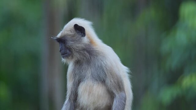 A Hanuman or langur is sitting on a wall.