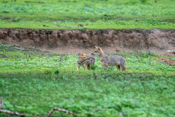 Jackals are medium-sized canids found in Africa and Eurasia, known for their adaptability and opportunistic omnivorous diet. They are social, often forming lifelong pair bonds.