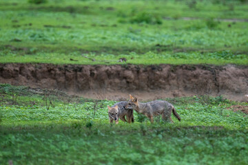 Jackals are medium-sized canids found in Africa and Eurasia, known for their adaptability and opportunistic omnivorous diet. They are social, often forming lifelong pair bonds.