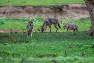 Jackals are medium-sized canids found in Africa and Eurasia, known for their adaptability and opportunistic omnivorous diet. They are social, often forming lifelong pair bonds.
