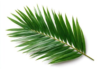 Obraz premium Close-up of a vibrant green palm frond (2)
