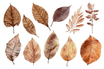 Obraz premium Dried leaves in various shades of brown and tan, isolated on white