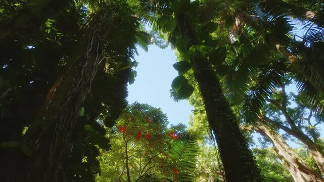 vibrant beauty of a Hawaiian botanical garden with this captivating footage looking up into the lush, green canopy. Experience the serene atmosphere and rich biodiversity of Hawaii's tropical flora, f