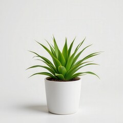 Vibrant Green Plant in White Pot on Minimalist Background