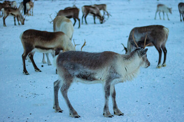 Reindeer in a Sami camp outside Tromsø in Norway	
