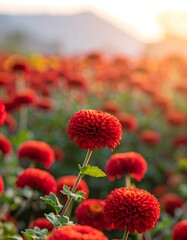 Vibrant red flowers in a field