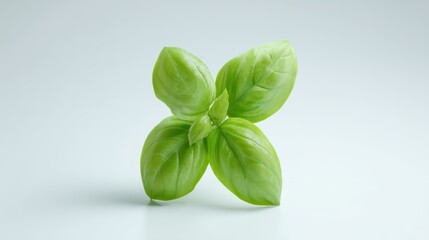 Fresh basil leaf close up
