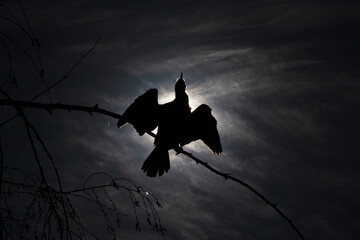 Naklejka premium Cormorant Bird Perched on Tree with Wings Spread at Backlight