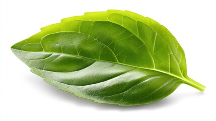 Single fresh basil leaf