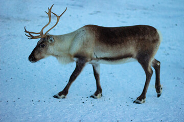 Wild Reindeer Standing Amid Snow in Sami Camp Near Tromsø, Norway