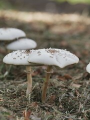 Tokyo, Japan - September 17, 2025: False parasol or Chlorophyllum molybdites illuminated with the sinking sun