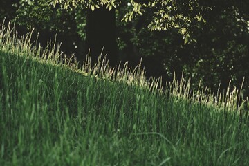 Tokyo, Japan - September 17, 2025: Grass on a slope of hill illuminated with the sinking sun