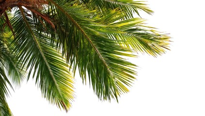 Naklejka premium Close-up of vibrant green palm fronds