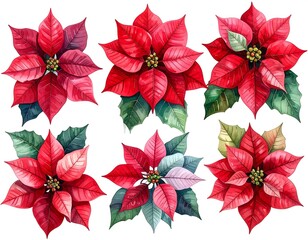 Watercolor poinsettia arrangement