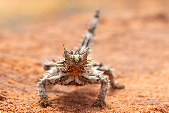 Australian Thorny Devil or Moloch Lizard