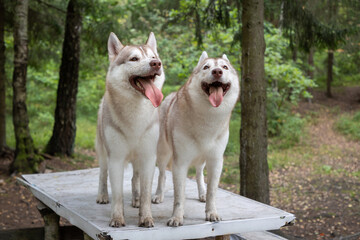 Two Dirty and Mischievous Siberian Huskies on a Rustic Picnic Table in the Summer Woods