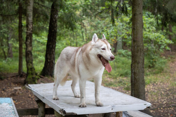 Dirty and Mischievous Siberian Husky on a Rustic Picnic Table in the Summer Woods